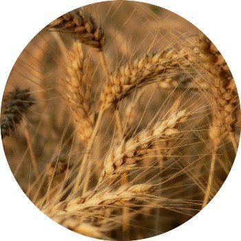 Пшеница колос колос