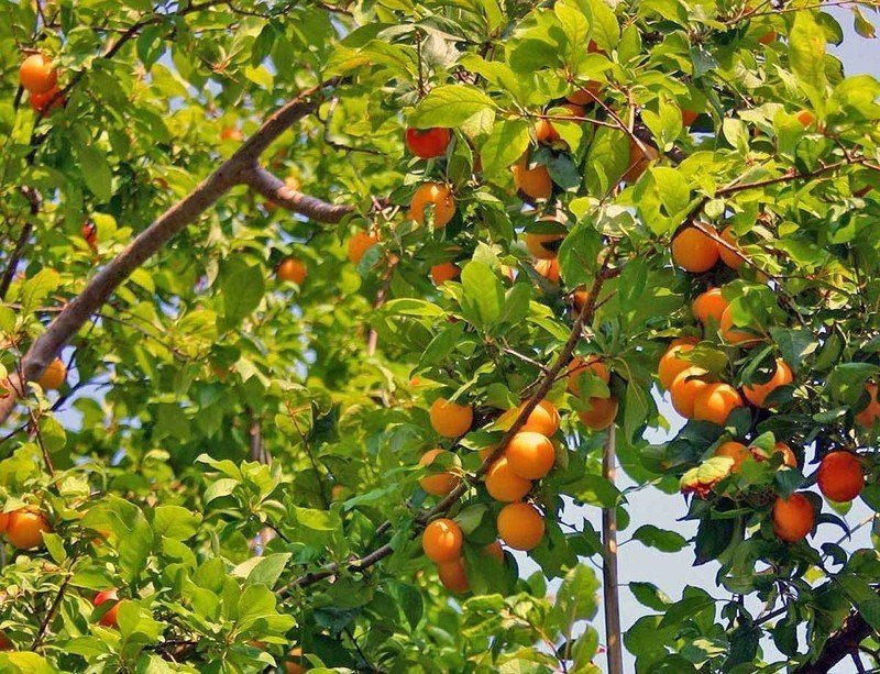 Абрикос обыкновенный плодовые деревья