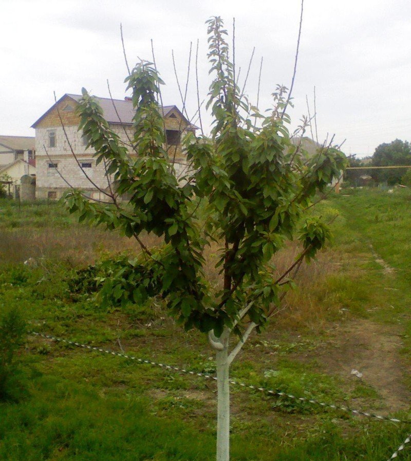 Черешня мичуринская дерево