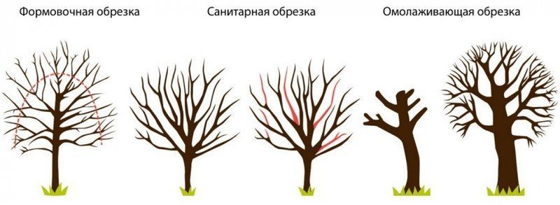 Формовочная обрезка деревьев схема