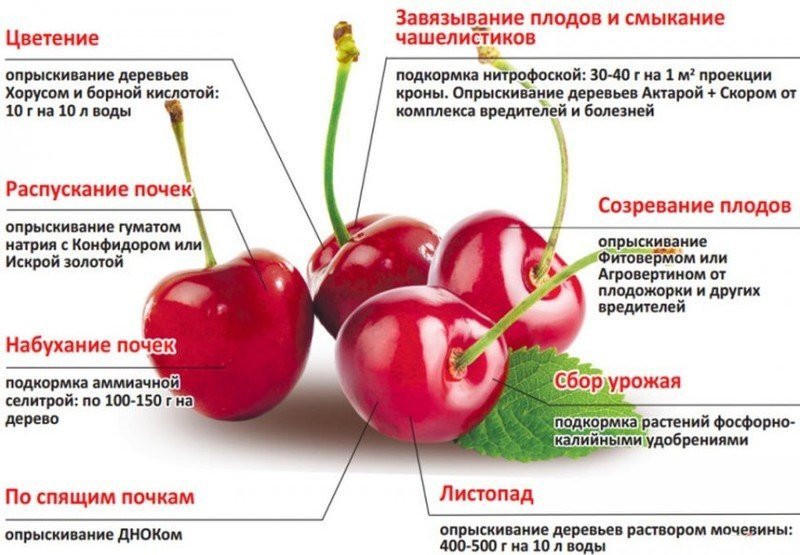 Схема подкормки вишни