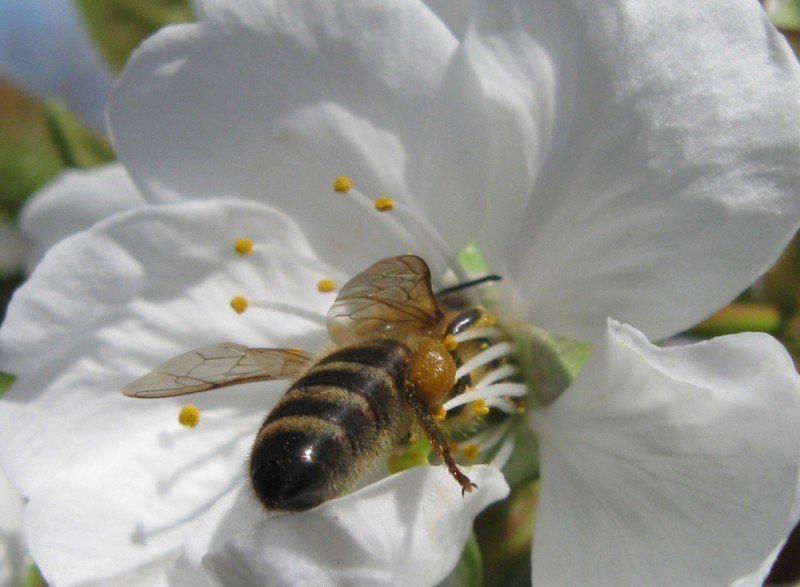 Пчела опыляет цветок черешни