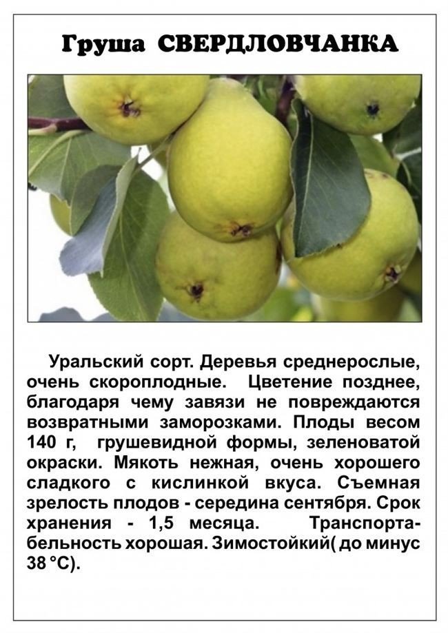 Сорт яблони свердловчанин