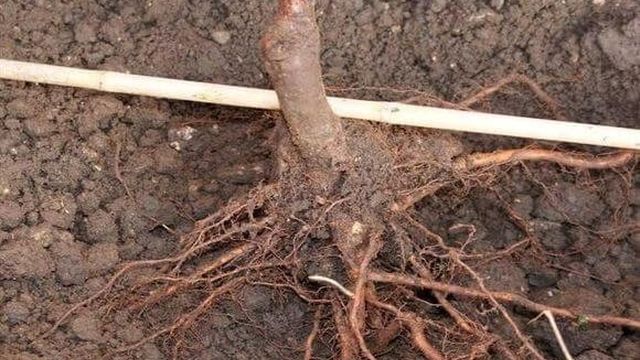 Как посадить грушу весной: пошаговое руководство, видео и фото
