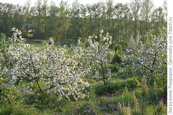 Остров татышев яблоневый сад