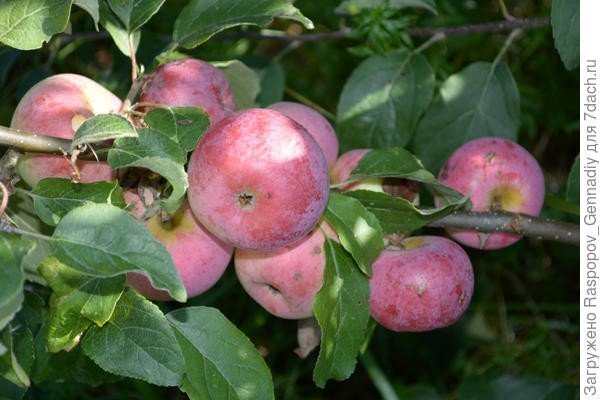 Сорт яблони лобо