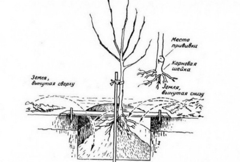 Схема посадки саженцев с закрытой корневой системой