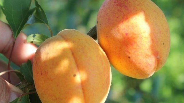 Характеристика и особенности выращивания абрикоса сорта Ананасный
