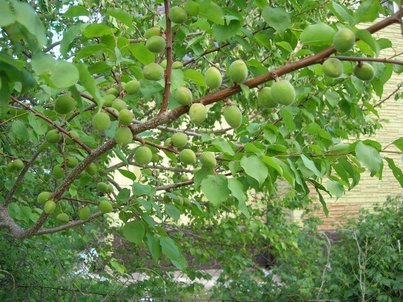 Абрикосовое дерево зеленое
