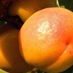 Как поливать абрикос — летом, во время созревания и плодоношения