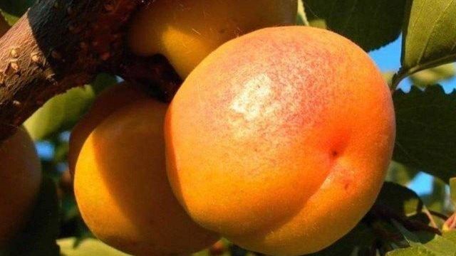 Как поливать абрикос — летом, во время созревания и плодоношения