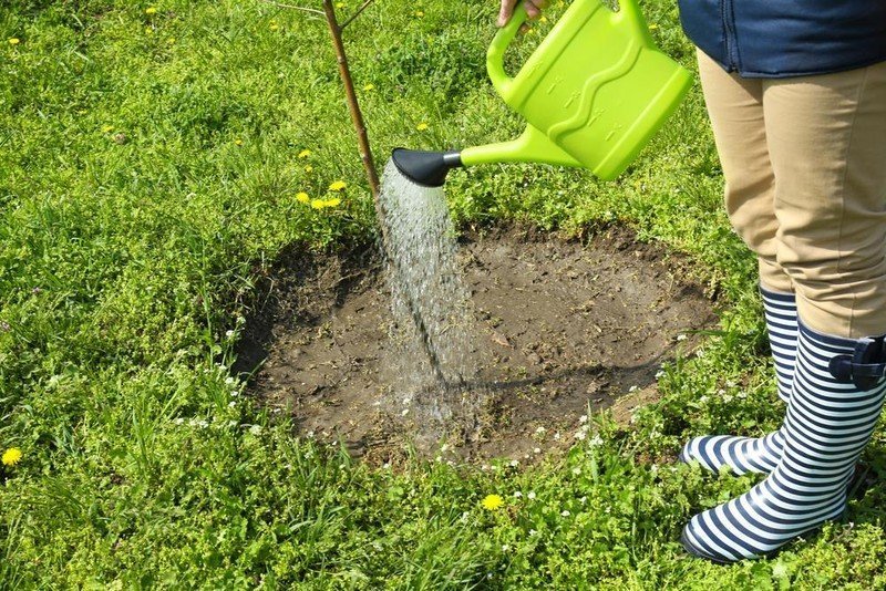 Раскислить почву газона