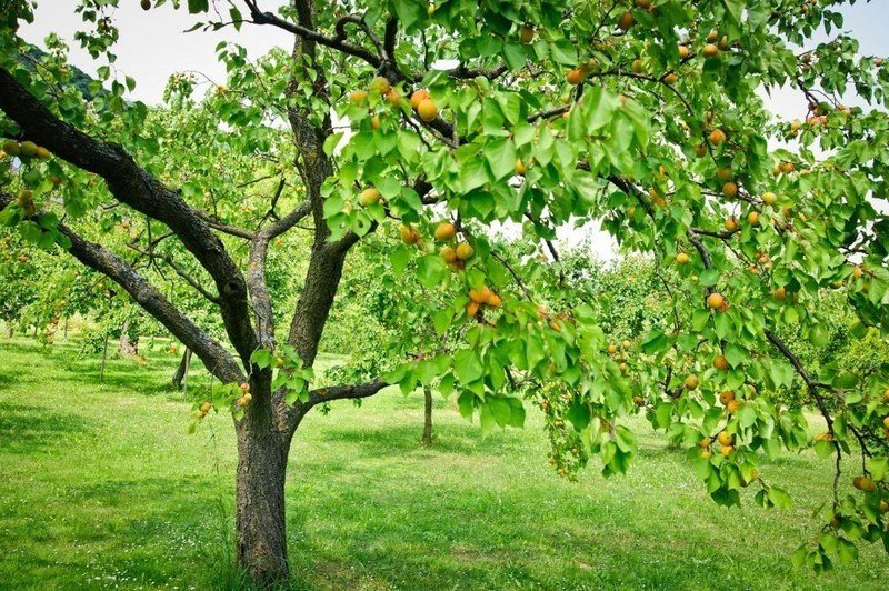 Карликовый дерево абрикос персик