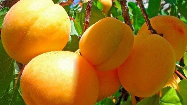 Какие сорта абрикосов можно выращивать в подмосковье