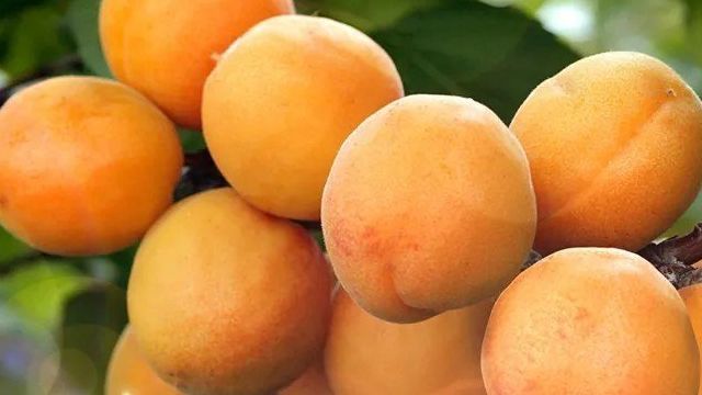 Описание 11 лучших сортов абрикоса для выращивания в Сибири, тонкости посадки и ухода