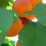 Почему у абрикоса вянут листья