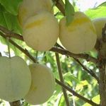 Слива Утро: описание популярного сорта плодовых деревьев, правила и особенности выращивания
