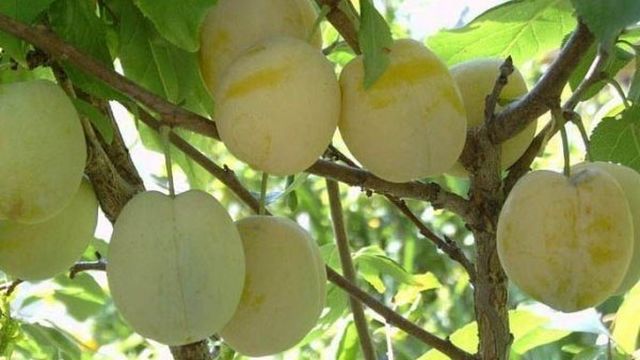 Слива Утро: описание популярного сорта плодовых деревьев, правила и особенности выращивания
