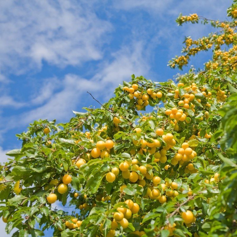 Шарафуга плодовое дерево