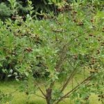 Лучшие сорта вишни для средней полосы России: фото, названия, описание и характеристики сортов вишни