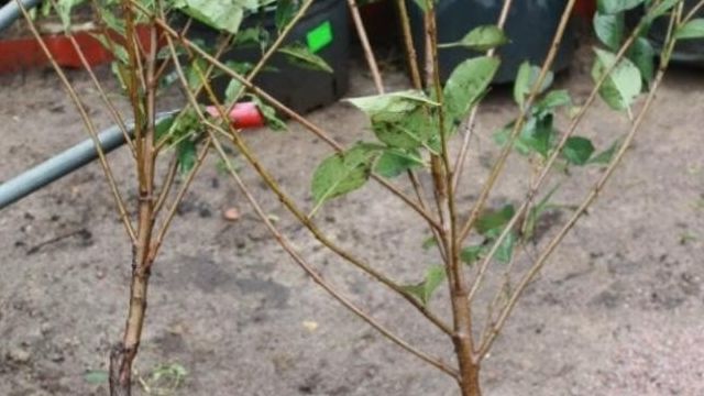 Описание сорта вишни Брусницына характеристики урожайности и морозоустойчивости