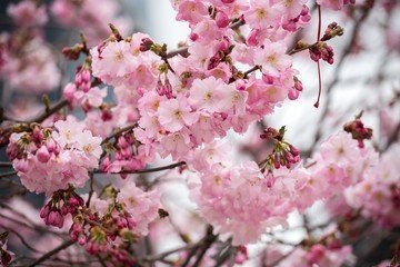 Цветение сакуры в санкт-петербурге
