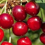 Сорта вишни устойчивые к коккомикозу и монилиозу для подмосковья