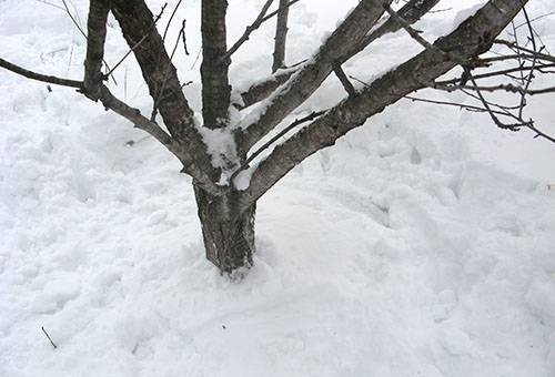 Утаптывание снега вокруг плодовых деревьев