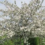Как цветет яблоня весной фото