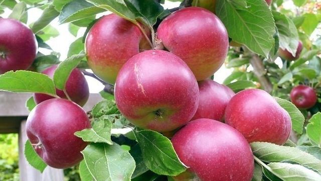 Как вырастить яблоню — полив, уборка яблонь и сроки обрезки