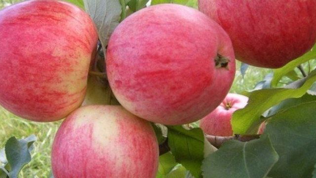 Особенности посадки яблони сорта Аркадик и ухода за ней