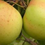 Особенности выращивания яблони Банановое и ухода за ней