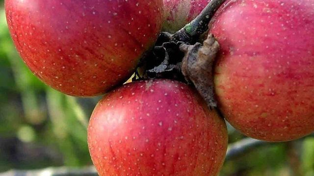 Практикум садовода — как вырастить яблоню из косточки