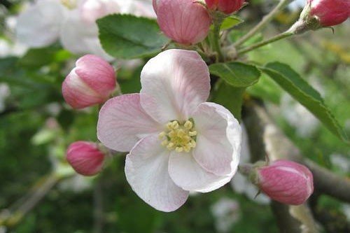 Apple blossom wichelt