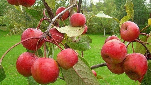 Уральская яблоня Аксена