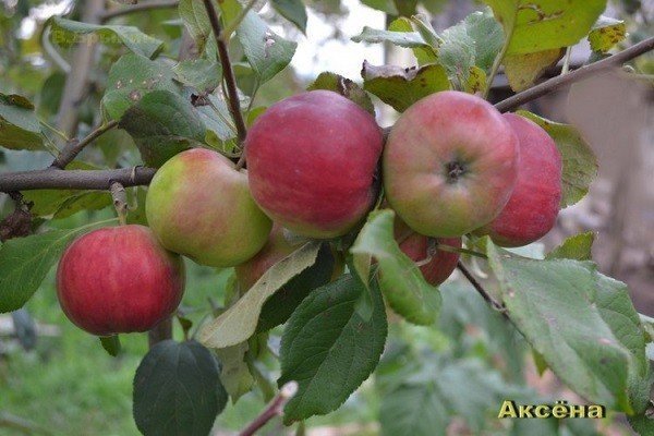 Яблоня сорт аксена