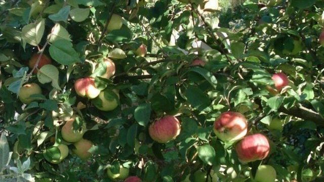 Выращивание и уход за яблоней Орлинка