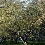 Высокоурожайная яблоня Голден делишес