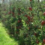 Яблони на карликовом подвое: сорта