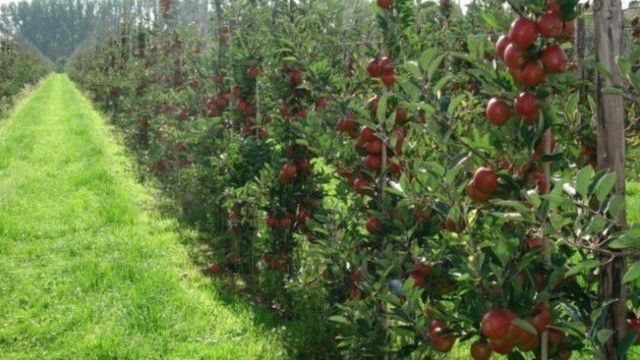 Сорта карликовых яблонь: посадка и уход
