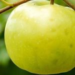 Яблоня Чудное — основные сведения о сорте