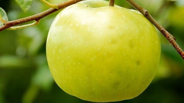 Яблоня Чудное — основные сведения о сорте