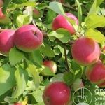 Яблоня «Рождественское»: характеристики сорта и особенности его выращивания