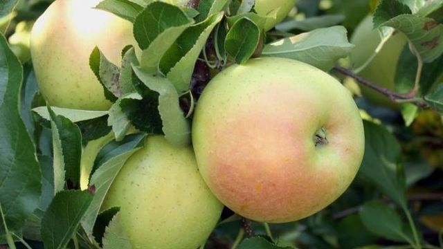О яблоне Звездочка: описание сорта, характеристики, агротехника, выращивание