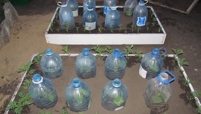 Посадка огурцов в 5 литровых бутылках выращивание