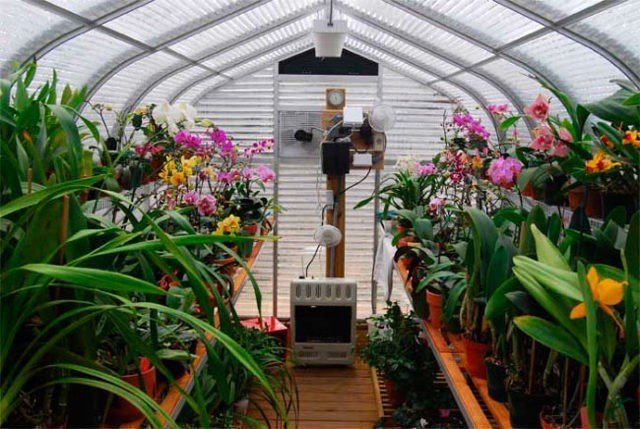 Монреальский ботанический сад оранжерея