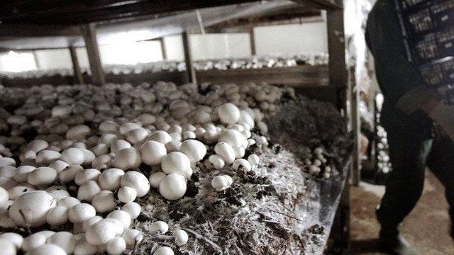 Выращивание белых грибов в тепличных условиях