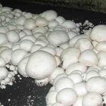 Выращивание грибов в теплице – экономически выгодное хозяйство