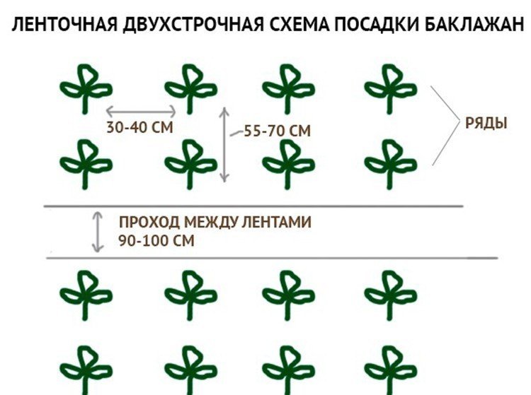 Схема посадки баклажан в открытый грунт рассадой