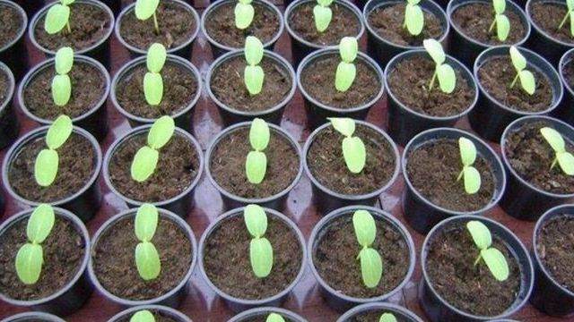Выращивание рассады дыни в домашних условиях: посев семян и уход